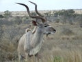 Kudu listening