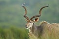 Kudu with long horns Royalty Free Stock Photo