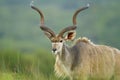 Kudu with long horns Royalty Free Stock Photo