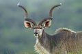 Kudu with long horns Royalty Free Stock Photo