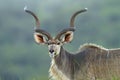 Kudu with long horns Royalty Free Stock Photo