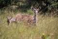 The kudu, a majestic antelope, stands tall amidst the bush