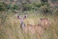 The kudu, a majestic antelope, stands tall amidst the bush