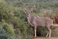 Kudu Male Alert