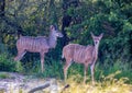 Kudu male and female at the Nxai Pan Nationalpark in Botswana Royalty Free Stock Photo