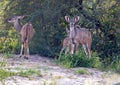 Kudu male and females at the Nxai Pan Nationalpark in Botswana Royalty Free Stock Photo
