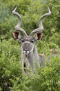 Kudu male portrait