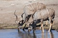Kudu males drinking Royalty Free Stock Photo