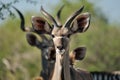 Kudu, Namibia Royalty Free Stock Photo