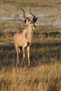 Kudu - Okavango Delta - Botswana Royalty Free Stock Photo