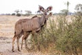 Kudu - Okavango Delta - Moremi N.P. Royalty Free Stock Photo