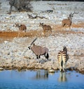 Kudu, Oryx and Zebras are several species of African equids horse family Royalty Free Stock Photo