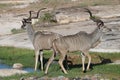 Kudu pair at water hole Royalty Free Stock Photo