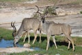 Kudu pair Royalty Free Stock Photo