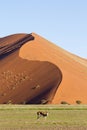 A kudu pauses in front of a huge sand dune in Sossusvlei, Namibia, Africa. Royalty Free Stock Photo