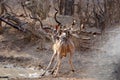 A Kudu pested by Oxpeckers
