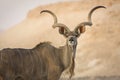 Kudu portrait Royalty Free Stock Photo