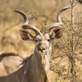 Kudu portrait Royalty Free Stock Photo