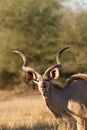 Kudu portrait Royalty Free Stock Photo