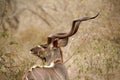 Kudu Profile