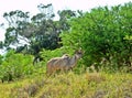 Kudu on the ridge