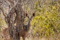 Kudu in Ruaha National Park, Tanzania Royalty Free Stock Photo