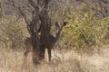 Kudu in Ruaha National Park, Tanzania Royalty Free Stock Photo