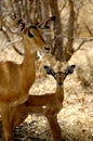 Kudu in Ruaha National Park, Tanzania Royalty Free Stock Photo