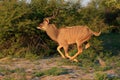 Kudu Royalty Free Stock Photo