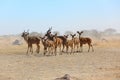Kudu's in Nxai Pan NP Royalty Free Stock Photo