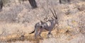 A Kudu in Shaba & Samburu Nationalpark Royalty Free Stock Photo