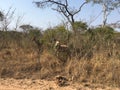 Kudu in SÃÂ¼dafrika - kudo in Southafrica