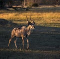 Kudu (Tragelaphus strepsiceros) - Botswana Royalty Free Stock Photo