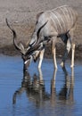 Kudu (Tragelaphus strepsiceros) - Namibia Royalty Free Stock Photo