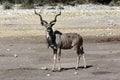 Kudu (Tragelaphus strepsiceros) - Namibia