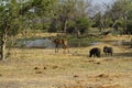 Kudu & Wart Hog Family Royalty Free Stock Photo