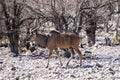 Kudu, wildlife in Ethosa National Park, Namibia