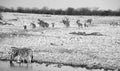 Kudu and Zebras are several species of African equids horse family Royalty Free Stock Photo