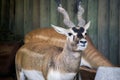 Kudu at the zoo