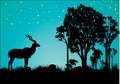 Kudu African wildlife in the starry sky