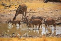 A kudo group and giraffes at a water hole Royalty Free Stock Photo