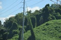 kudzu covering hillside, trees, and wires