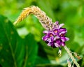 Kudzu flower