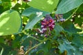 Kudzu Flower Blossom In Summertime.