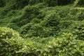 Kudzu vines