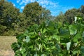 Kudzu Vines In The Summertime.