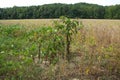 Isolated Poke Sallet Plant In North Mississippi.