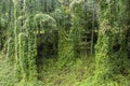 Kudzu vines, Pueraria montana, covering trees and a hillside in North Carolina Royalty Free Stock Photo