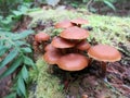 Kuehneromyces lignicola Mushrooms Royalty Free Stock Photo