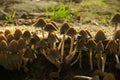 Kuehneromyces mutabilis Royalty Free Stock Photo